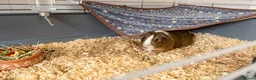 Guinea Pig rodents for sale: Friendly guinea pig females  in Hook - Advert 1