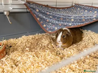 Guinea Pig rodents Friendly guinea pig females - Advert 1