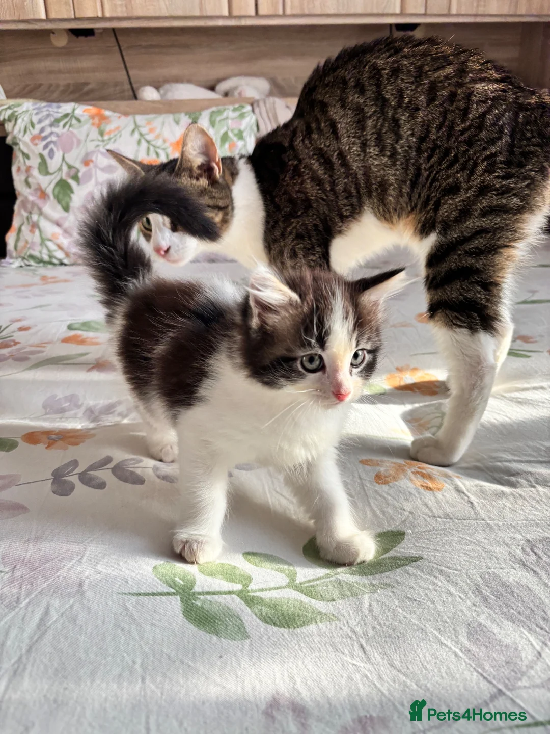 Ragdoll cats for sale: Fluffy Ragdoll-Mix Kitten  - Advert 14