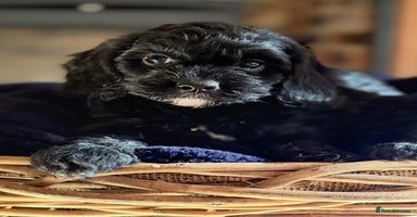 Cavapoo dogs - Advert 2