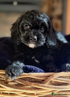 Cavapoo dogs - Advert 16