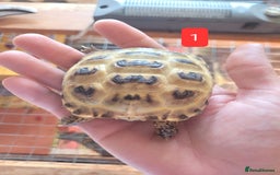 Tortoise reptiles for sale: Horsfield tortoises - Image 3