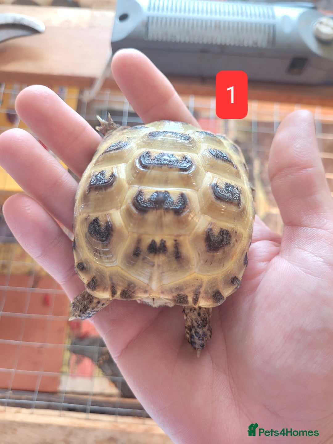 Tortoise reptiles for sale: Horsfield tortoises - Image 3