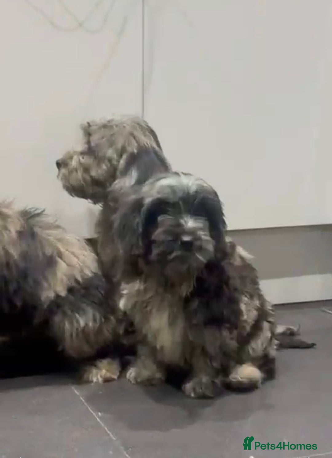 Cockapoo dogs for sale: Silver merle cockapoo puppies  - Advert 15