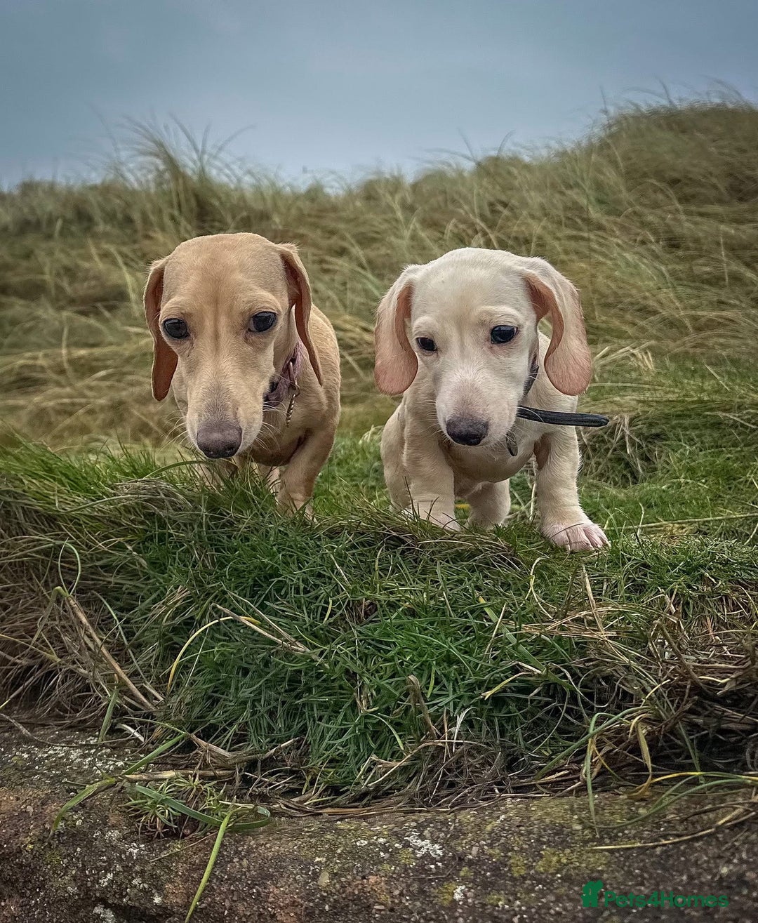 Miniature Dachshund dogs for sale: Cream miniature dachshunds  - Advert 21