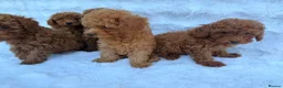 Toy Poodle dogs for sale: Red Toy Poodle MALES - Advert 10