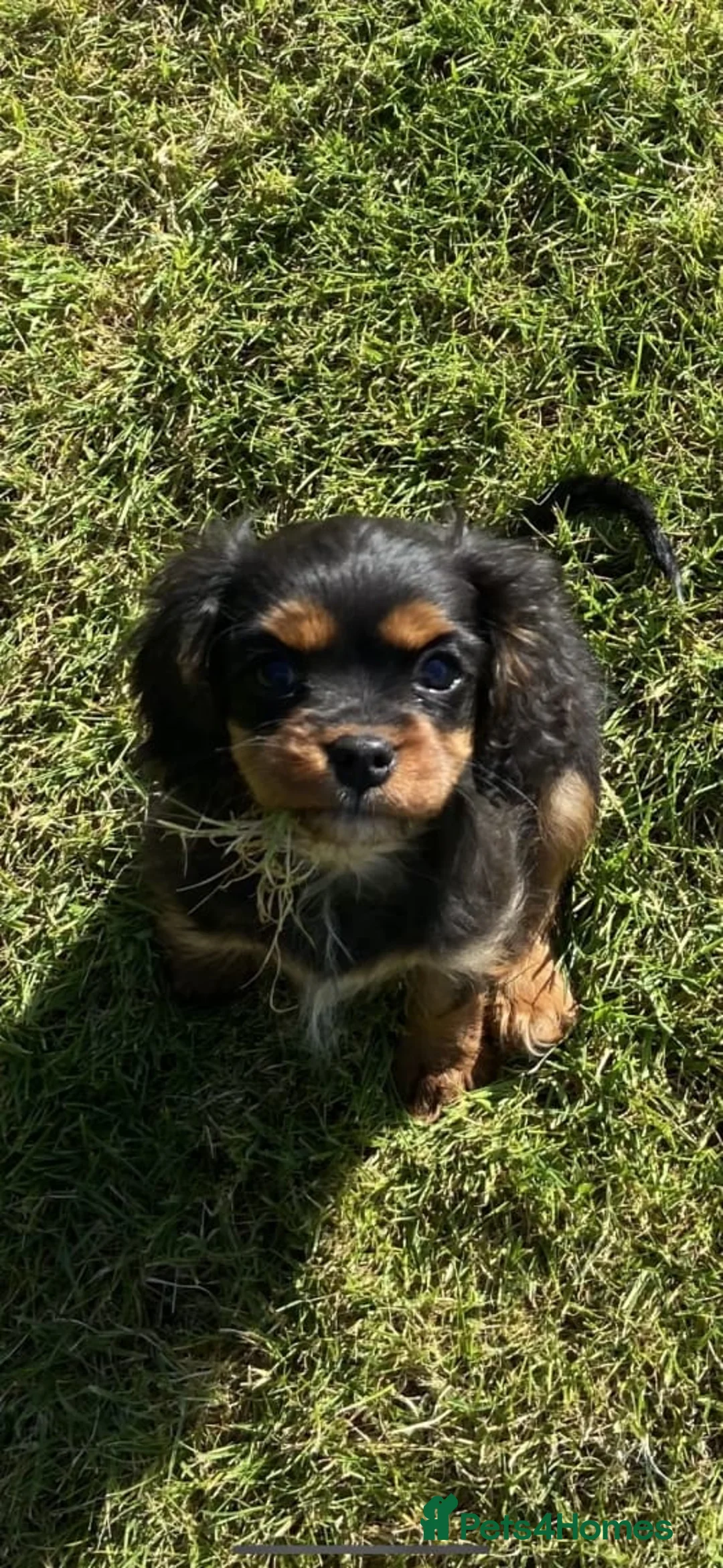 Cavalier King Charles Spaniel dogs for sale: HEALTH TESTED AND CHECKED STUNNING PUPPIES  in Prestatyn - Advert 2