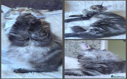 Maine Coon cats for sale: Big outstanding Russian lines with many champions  - Image 9