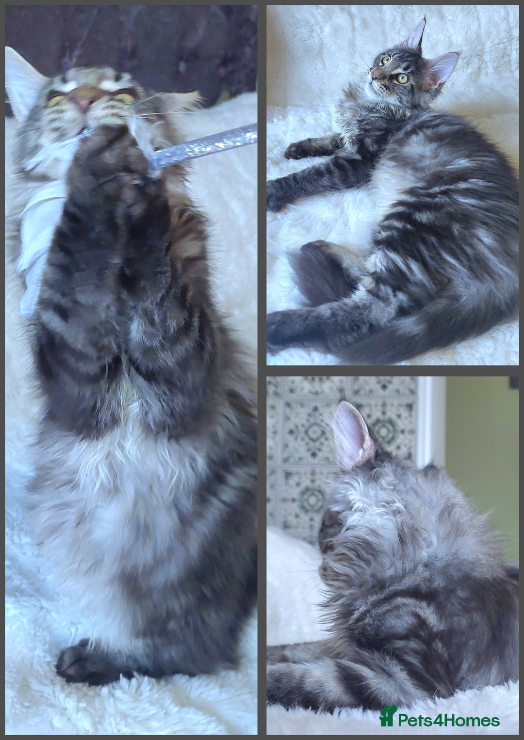 Maine Coon cats for sale: Big outstanding Russian lines with many champions  - Image 9