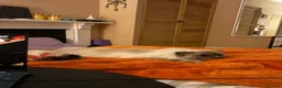 Ragdoll cats for sale: Male ragdoll needing loving home  in Gloucester - Advert 10