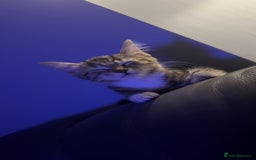 Mixed Breed cats for sale: Selling kitten tabby x bengal - Image 5