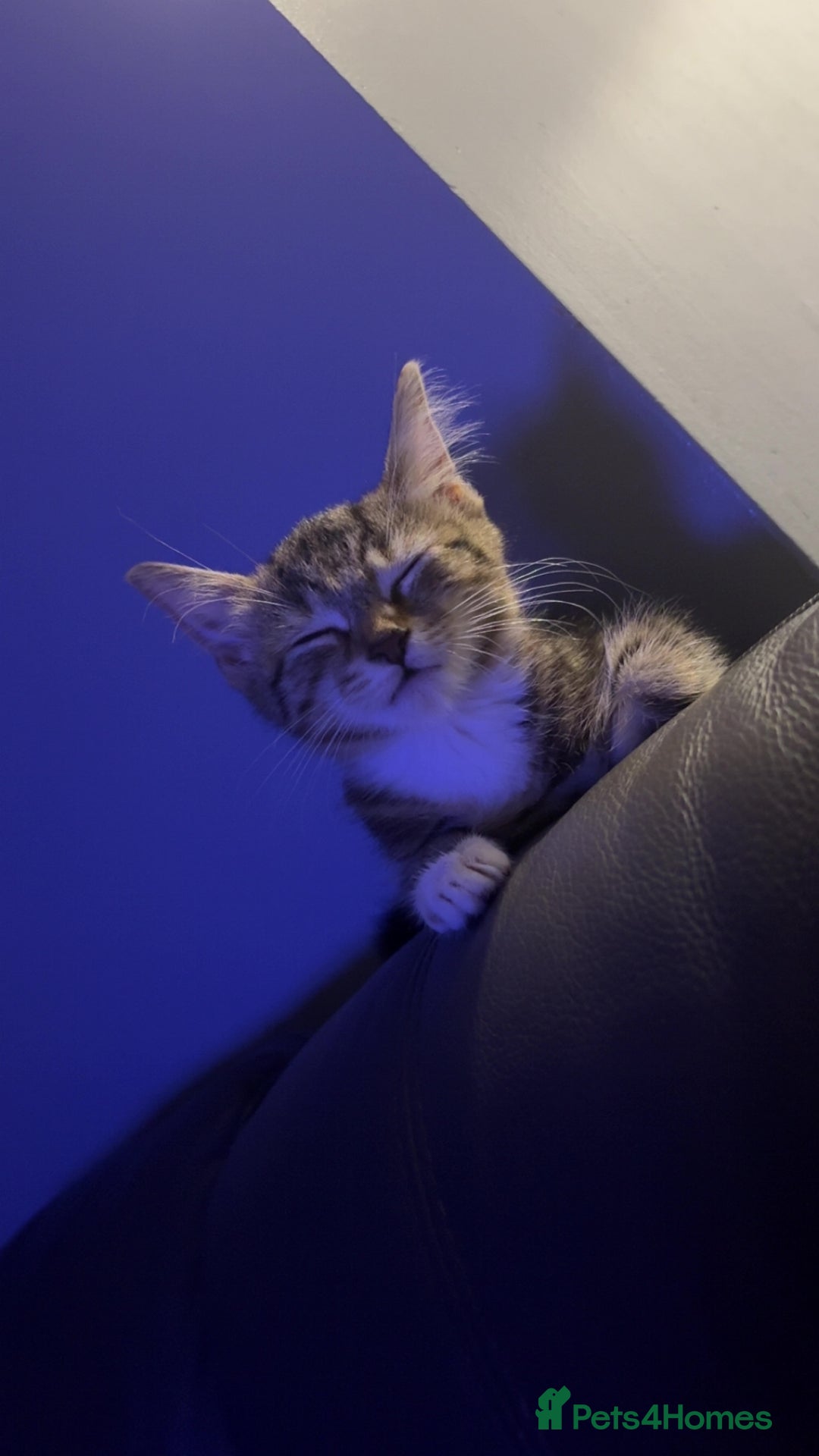 Mixed Breed cats for sale: Selling kitten tabby x bengal - Image 5