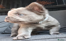 French Bulldog dogs for sale: Fluffy French bulldogs - Image 13