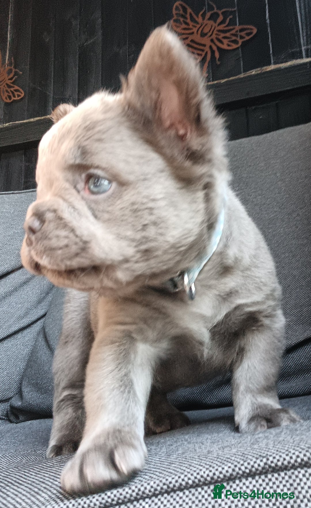 French Bulldog dogs for sale: Fluffy French bulldogs - Image 13
