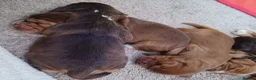 Cocker Spaniel dogs for sale: 🌟 OUTSTANDING KC SHOW COCKER SPANIELS 🌟 - Advert 22