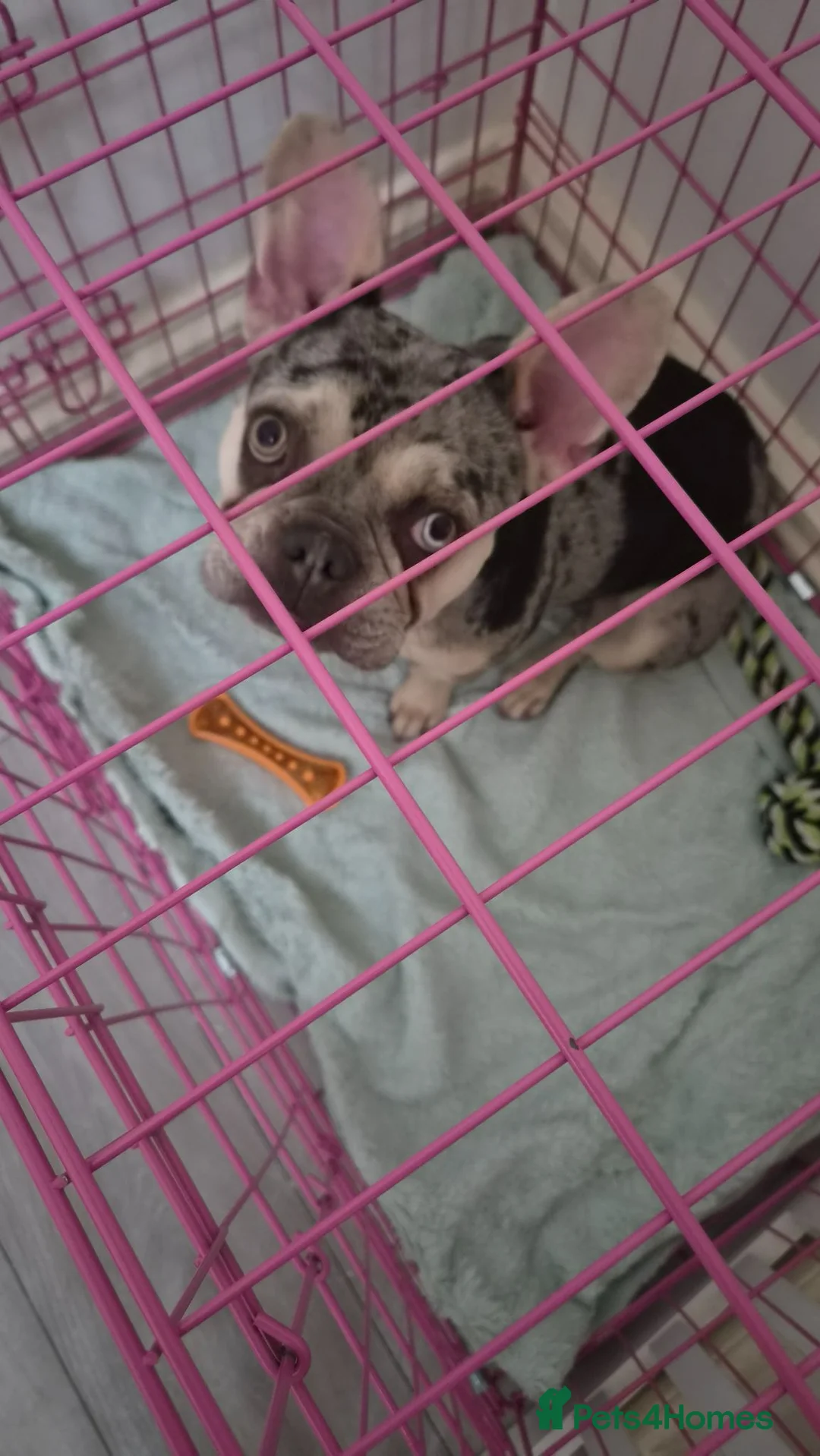 French Bulldog dogs for sale: Beautiful French bulldog girl  - Advert 2