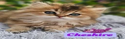 British Shorthair cats for sale: ✨️🧸 Stunning Babies 🧸✨️ - Advert 3