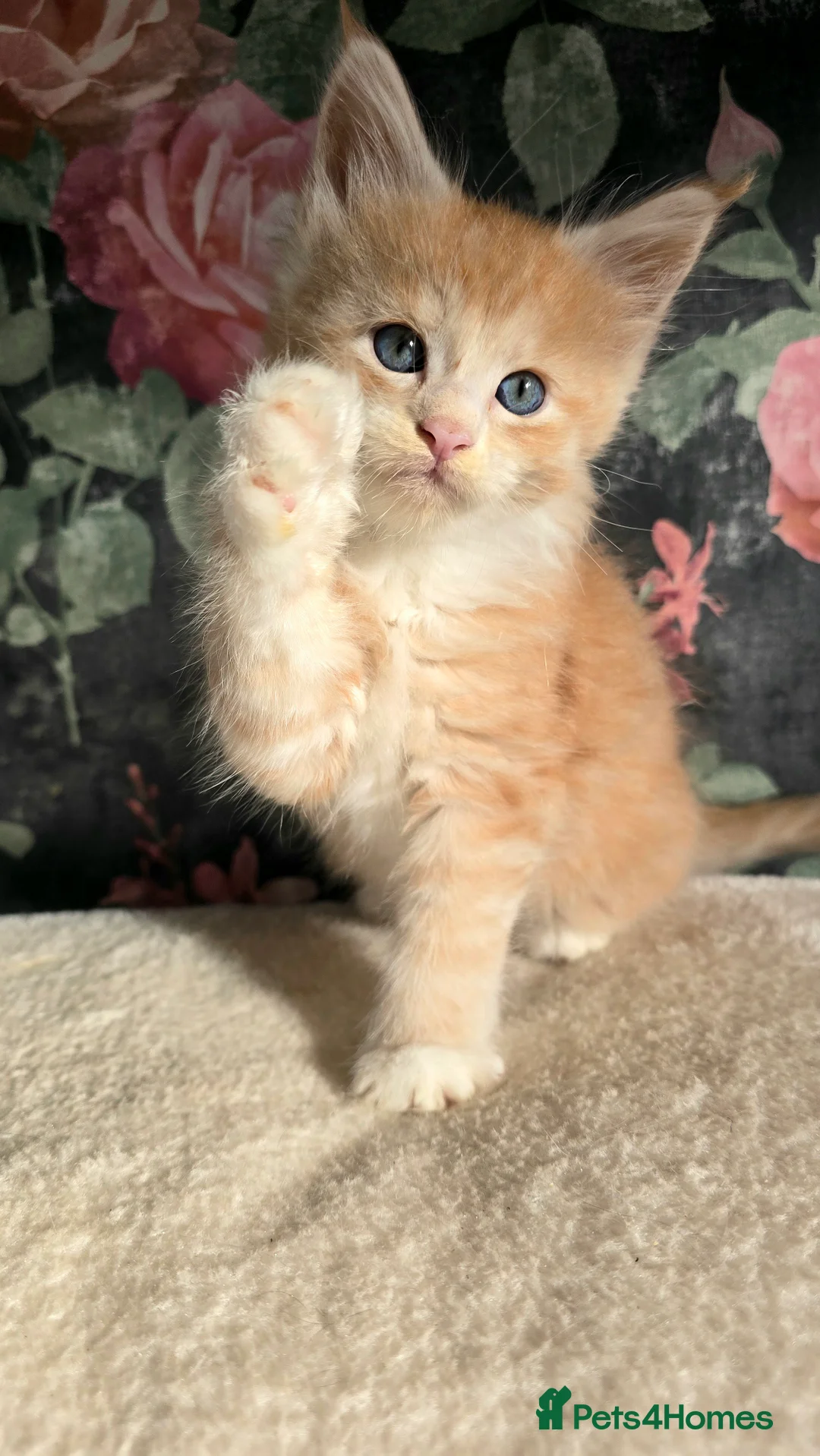 Maine Coon cats for sale: Stunning Maine coons  - Advert 22