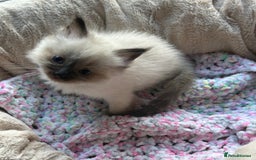 Ragdoll cats for sale: 💞 RAGDOLL Kittens Ready 13th August GrCh Blood - Image 9