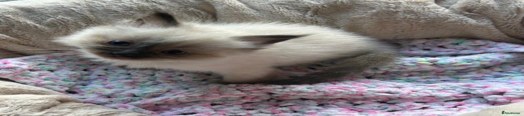 Ragdoll Kitten 2
