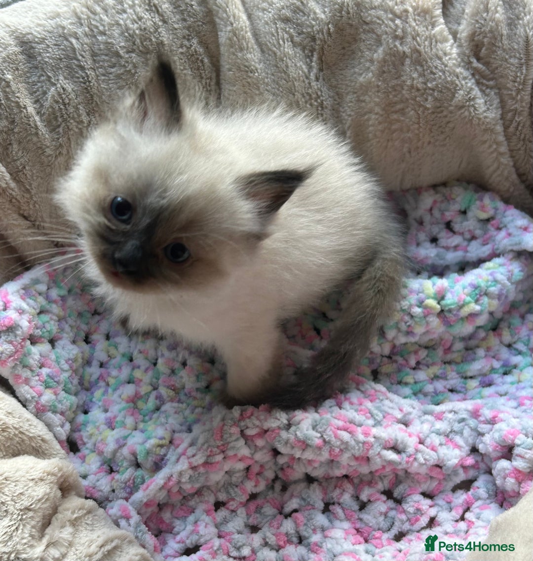 Ragdoll cats for sale: 💞 RAGDOLL Kittens Ready 13th August GrCh Blood - Image 9
