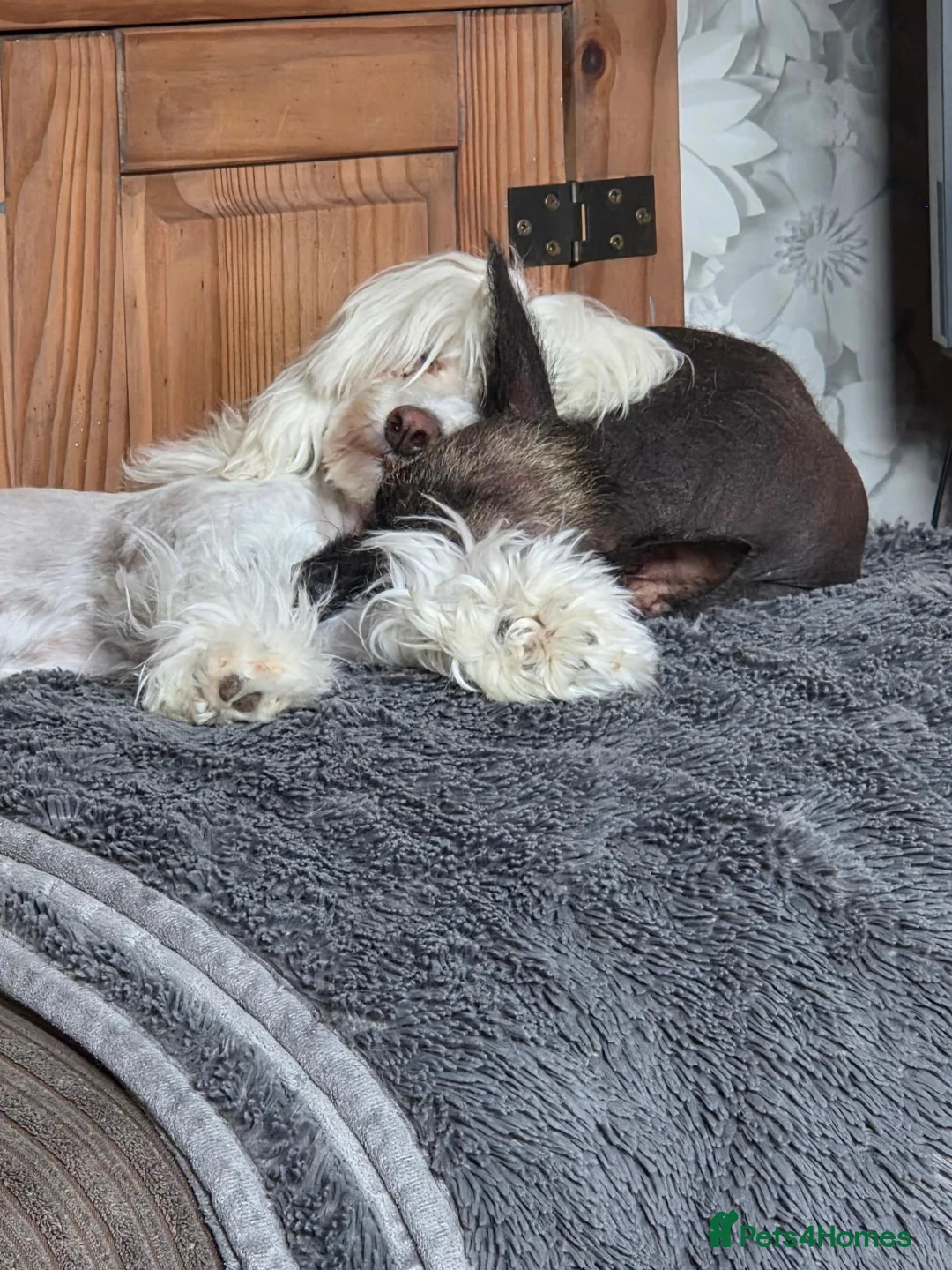 Chinese Crested dogs for sale: female chinese crested powder puff - Advert 2