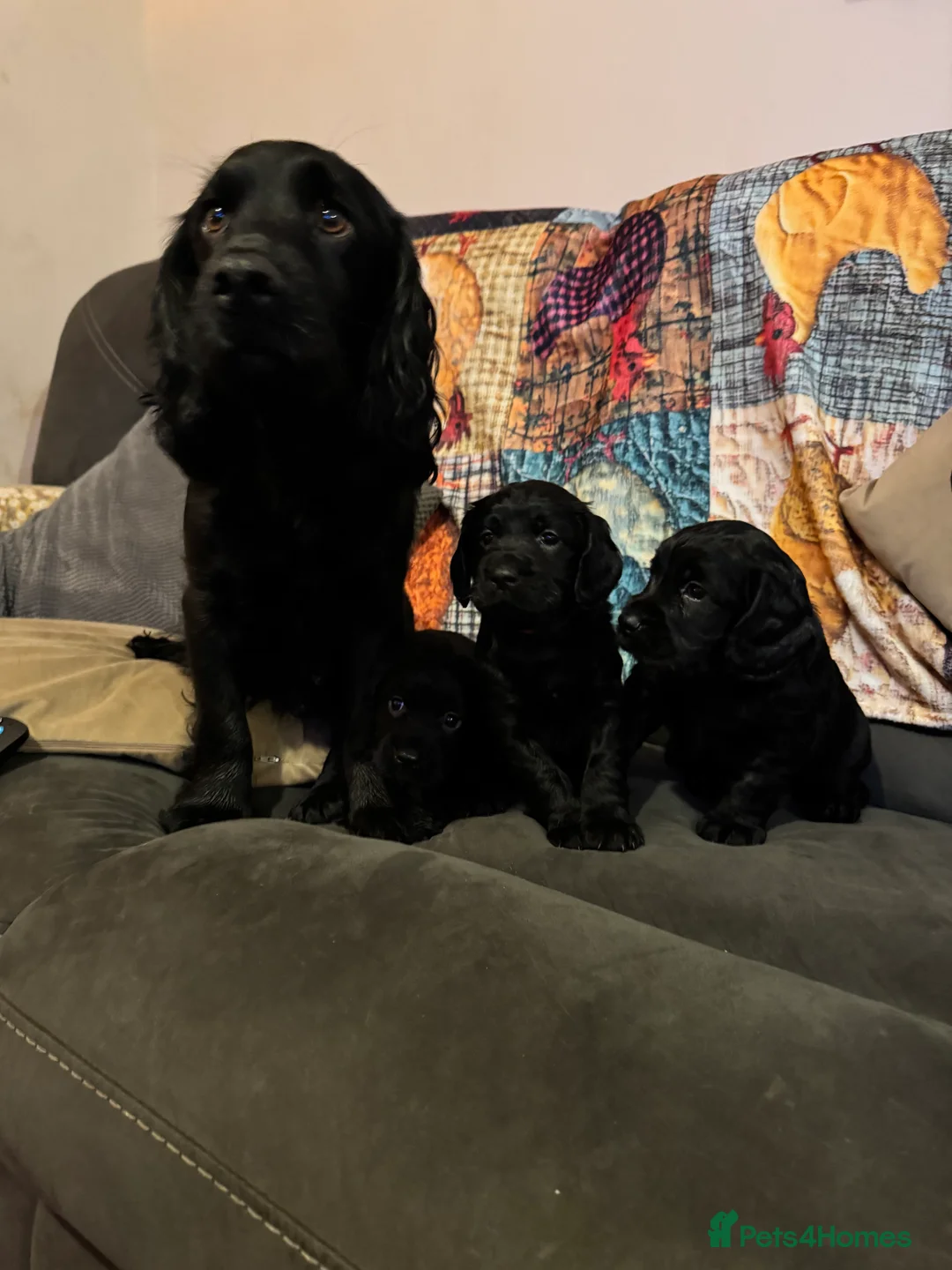 Cocker Spaniel dogs for sale: A gorgeous litter of WCS - Advert 3