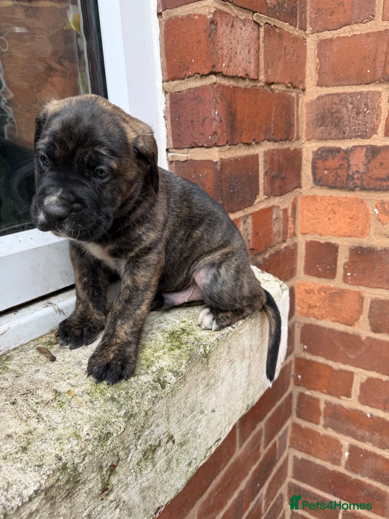 Presa Canario dogs  🏆 Champion Blood elite presa Canario pups!! - Advert 3