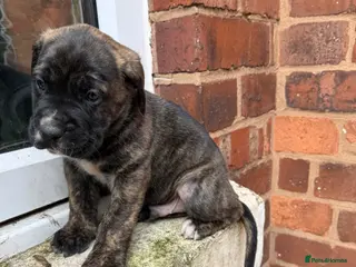 Presa Canario dogs 🏆 Champion Blood elite presa Canario pups!! - Advert 3