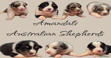Australian Shepherd dogs - Advert 10