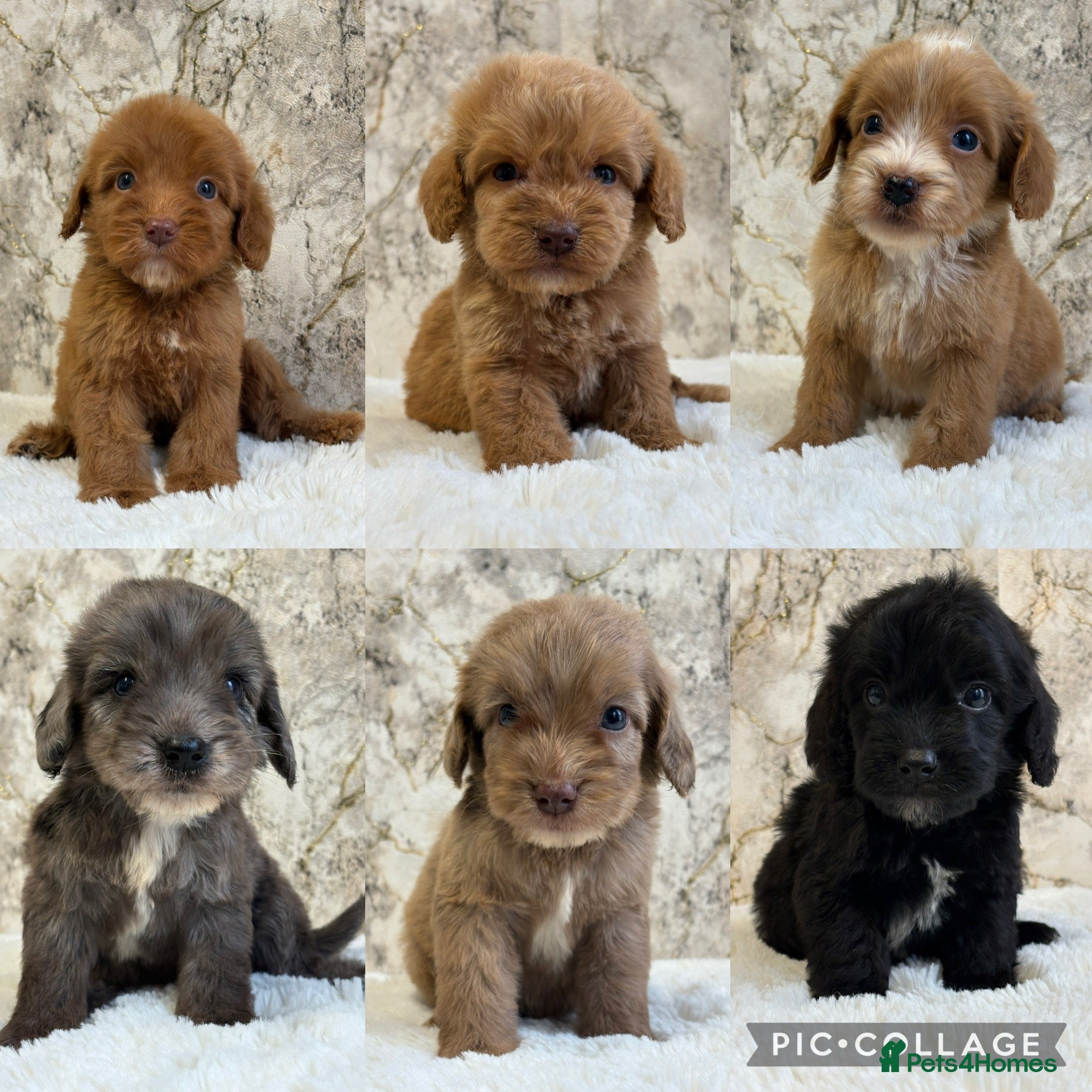 Cockapoo dogs for sale: F1 cockapoo puppies PRA FN clear - Advert 1