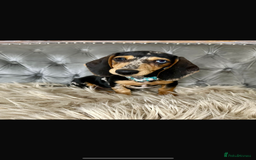 Miniature Dachshund dogs for sale: Miniature dachshund puppies   - Image 4