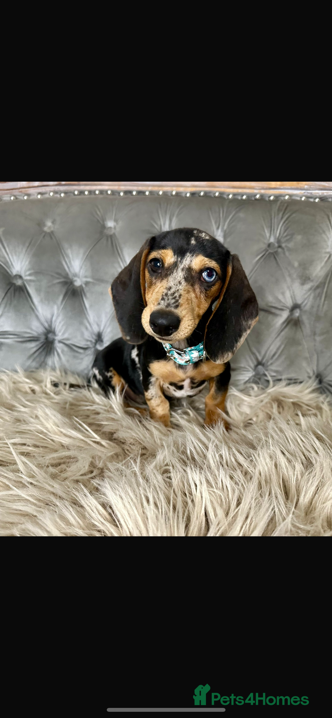 Miniature Dachshund dogs for sale: Miniature dachshund puppies   - Image 4