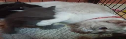 Ragdoll cats for sale: 5 ragdoll cross kittens  - Advert 22