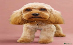 Cockapoo dogs for sale: Mini red cockapoo puppies ready 17th Jan 2026  - Advert 1