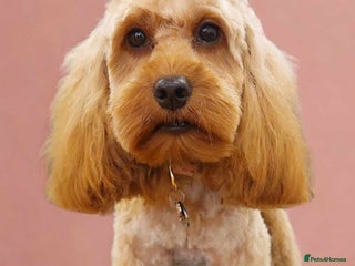 Cockapoo dogs for sale: Mini red cockapoo puppies ready 17th Jan 2026 - Advert 1