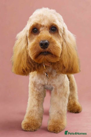 Cockapoo dogs Mini red cockapoo puppies ready 17th Jan 2026 - Advert 1