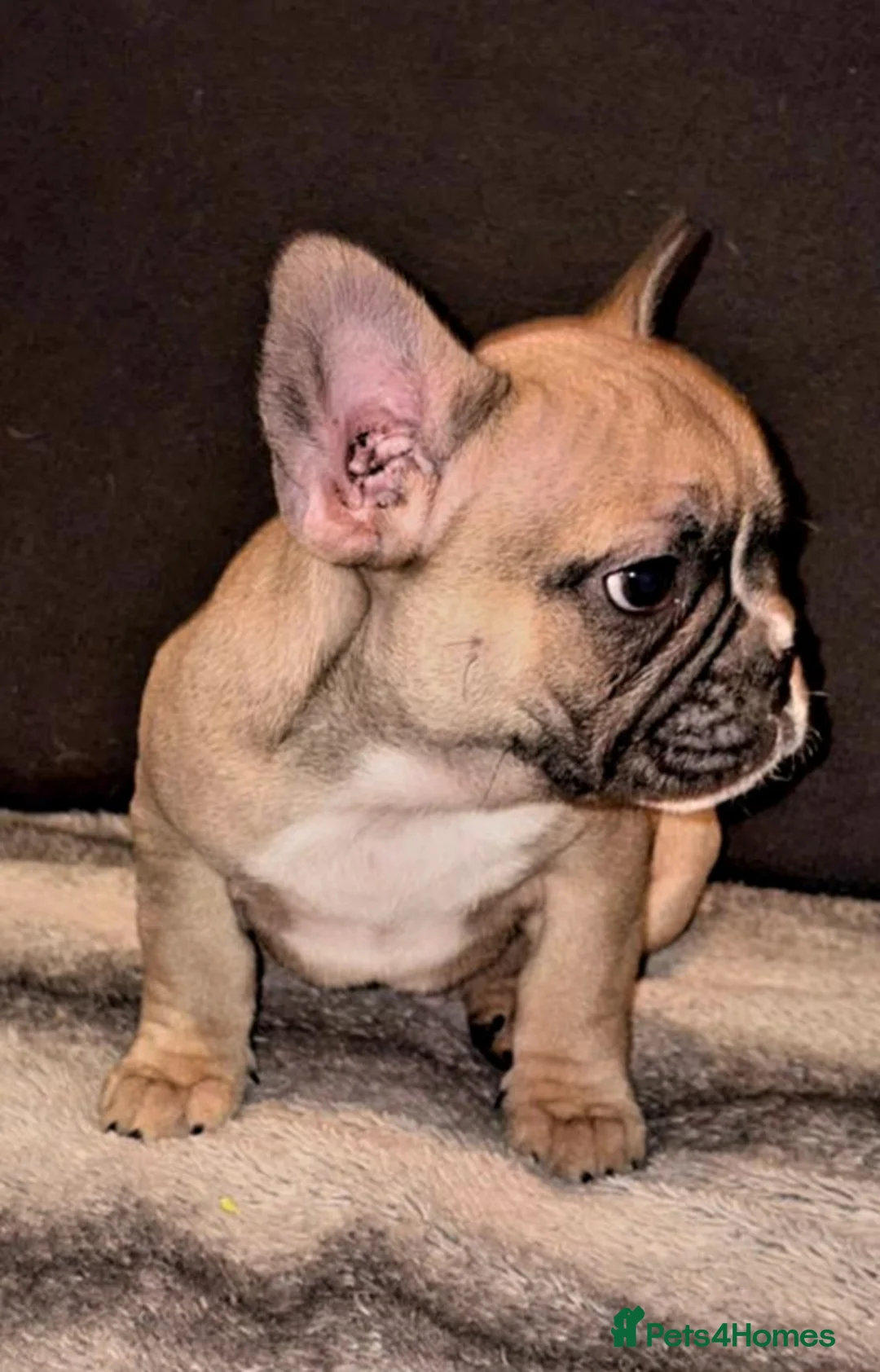 French Bulldog dogs for sale: Beautiful French bulldog  - Advert 12
