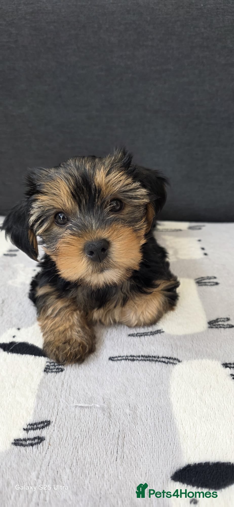 Yorkshire Terrier dogs  5- Adorable Yorkshire Terrier Puppies  - Advert 8