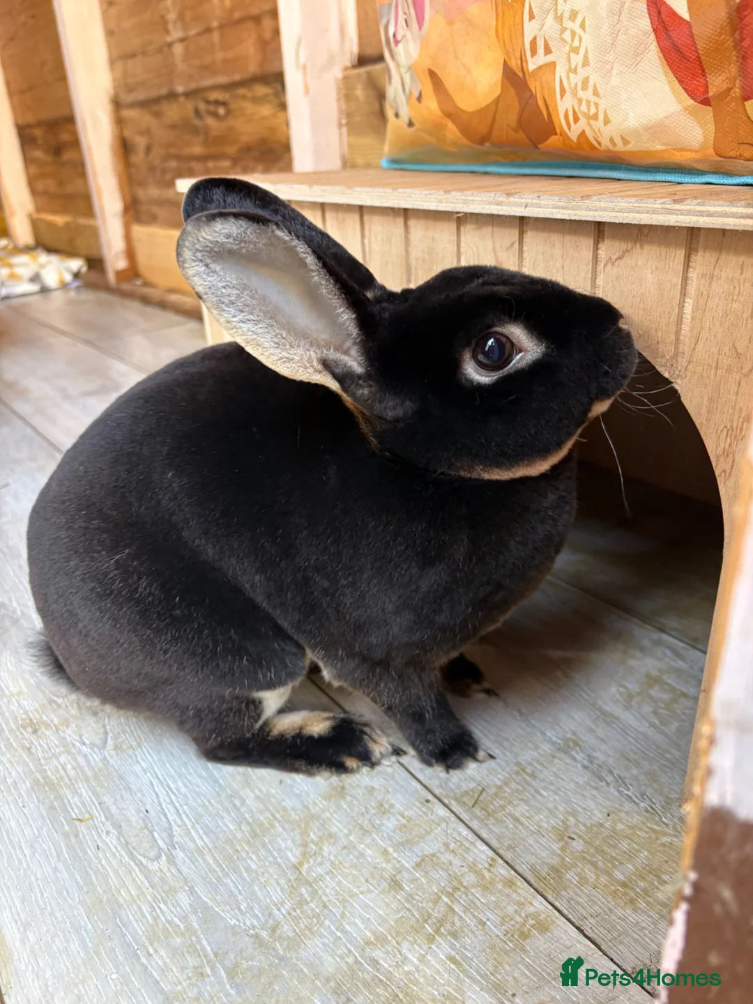 Rex rabbits for sale: Beautiful mini rex up for adoption  - Advert 2