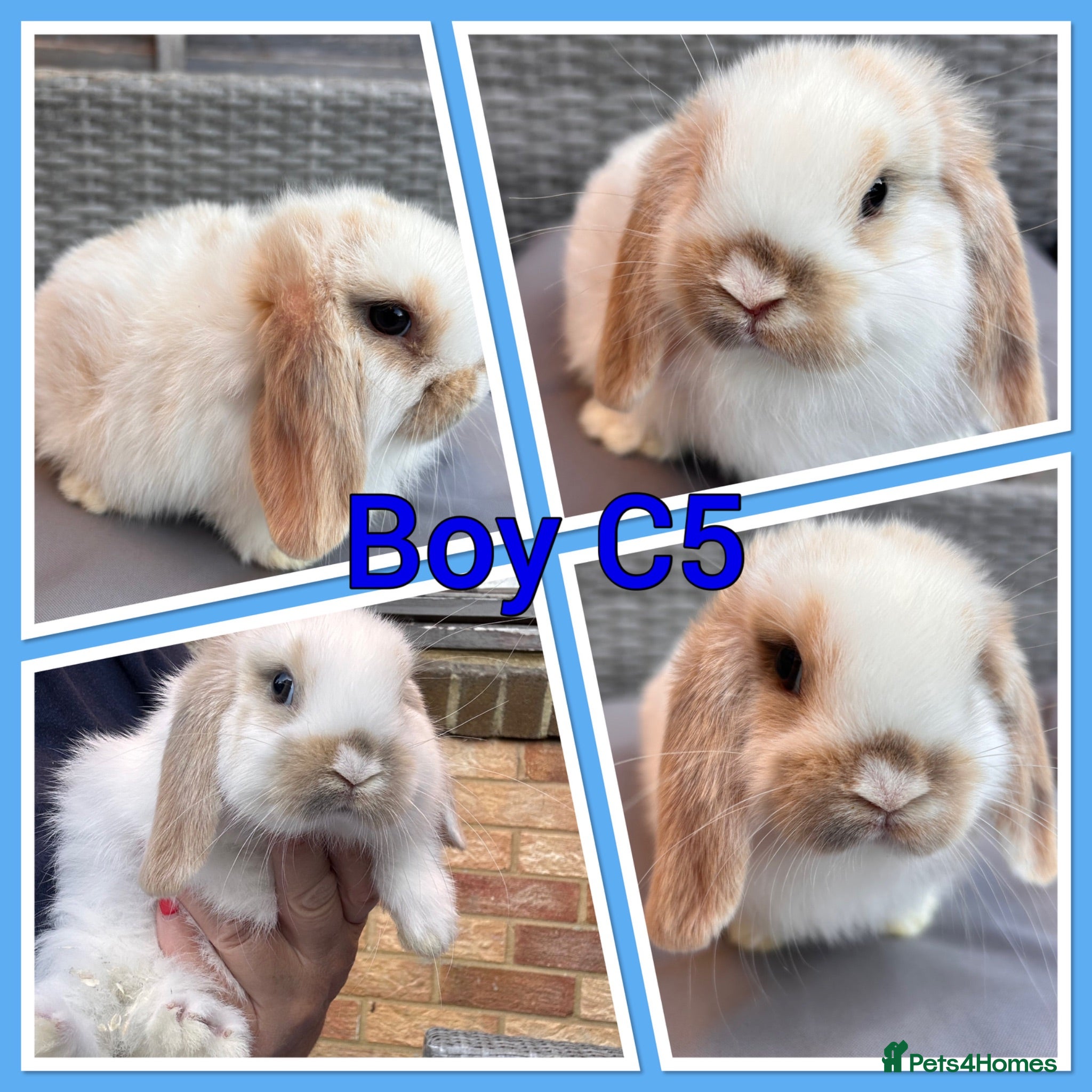 Mini Lop rabbits Mini lop babies  - Advert 2