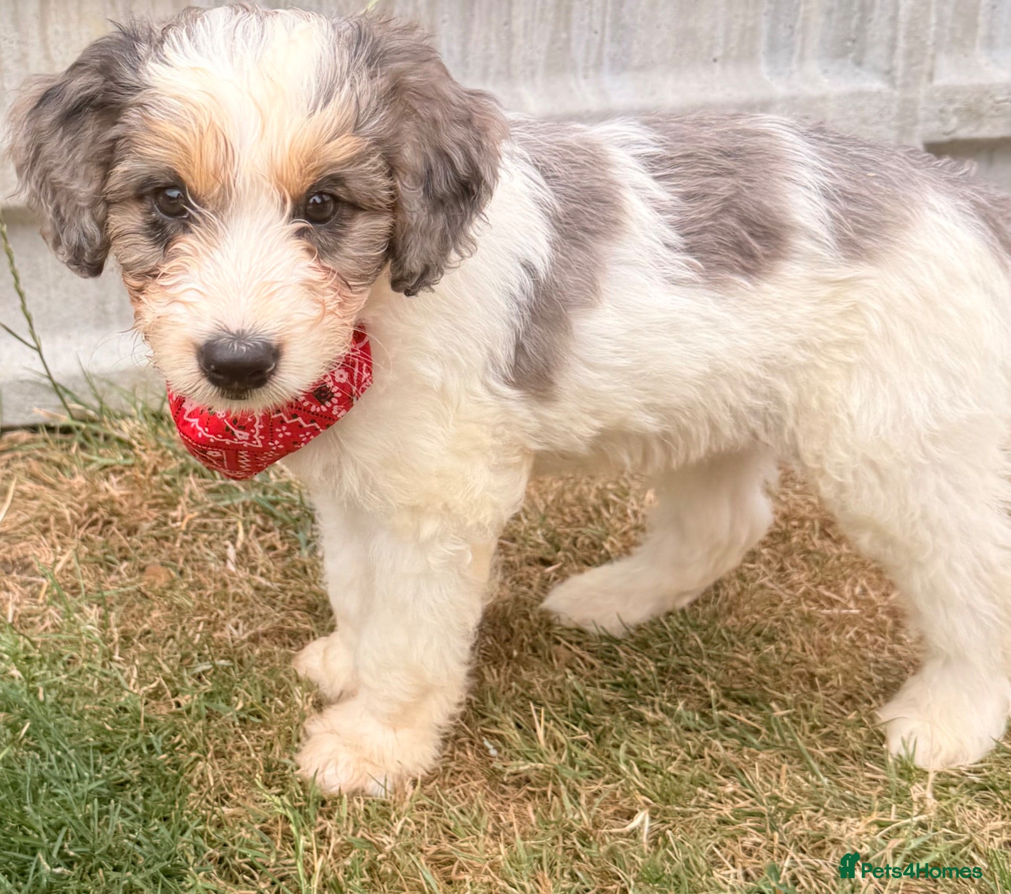 Australian Labradoodle dogs Australian double doodle puppies  - Advert 1