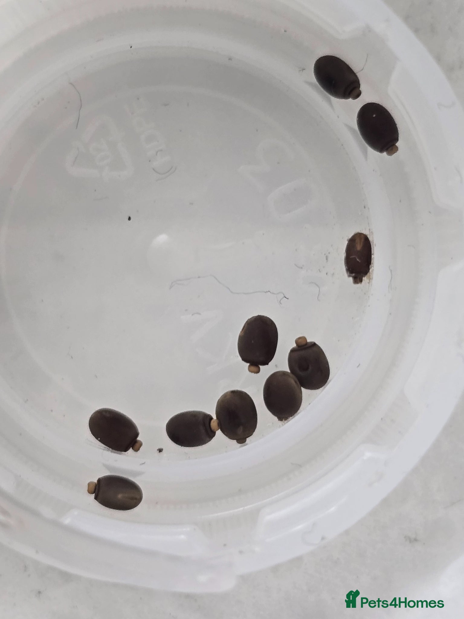 Stick Insects invertebrates Indian stick insect eggs - Advert 9