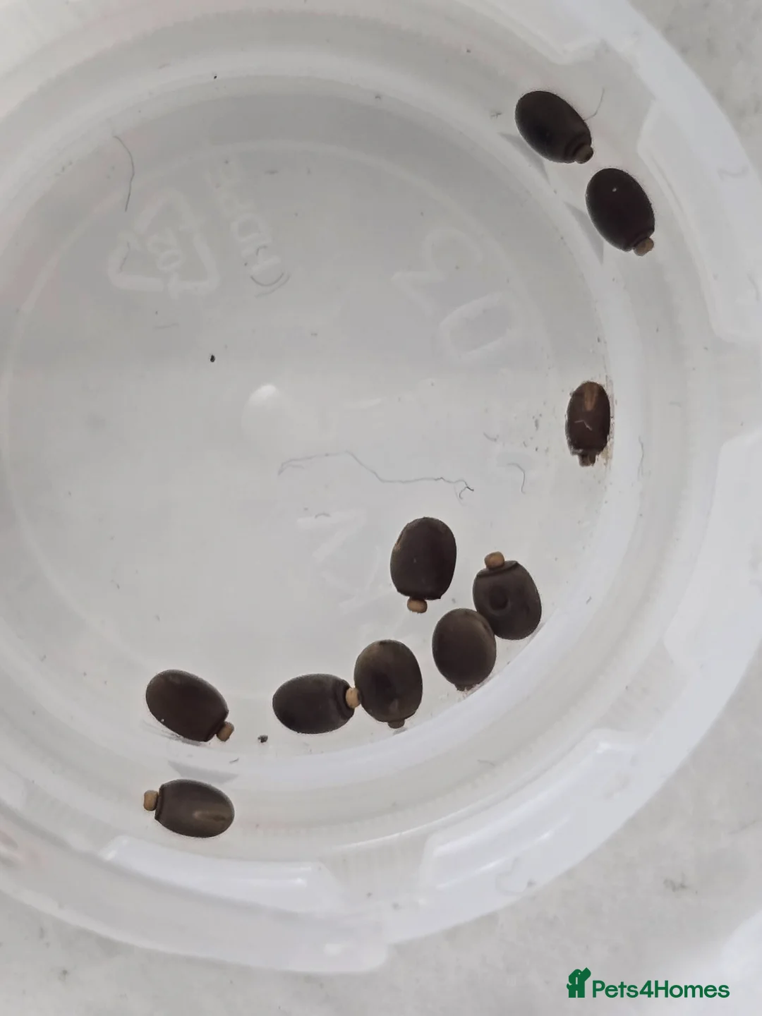 Stick Insects invertebrates for sale: Indian stick insect eggs in Bristol - Advert 1