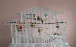 Budgerigars birds for sale: 3 Budgies - Image 1