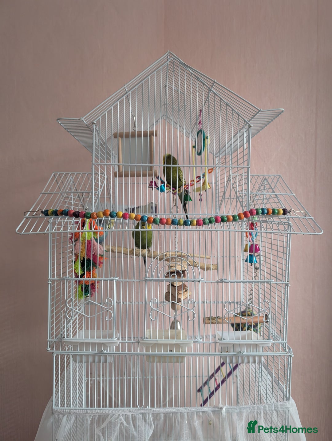 Budgerigars birds for sale: 3 Budgies - Image 1