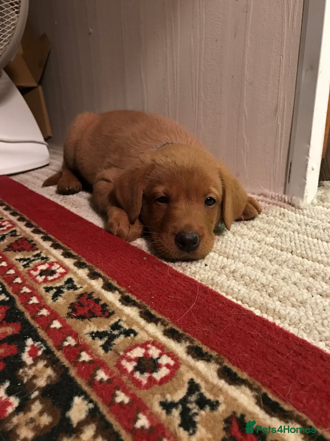 Labrador Retriever dogs for stud: Proven, Dark Fox Red, DNA Clear Labrador Stud in Evesham - Advert 5