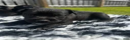 Patterdale Terrier dogs for sale: Patterdale Puppies For Sale - Advert 12