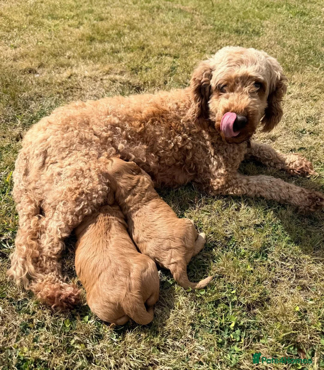 Cockapoo dogs for sale: Cockapoo Pups F1 - Advert 1