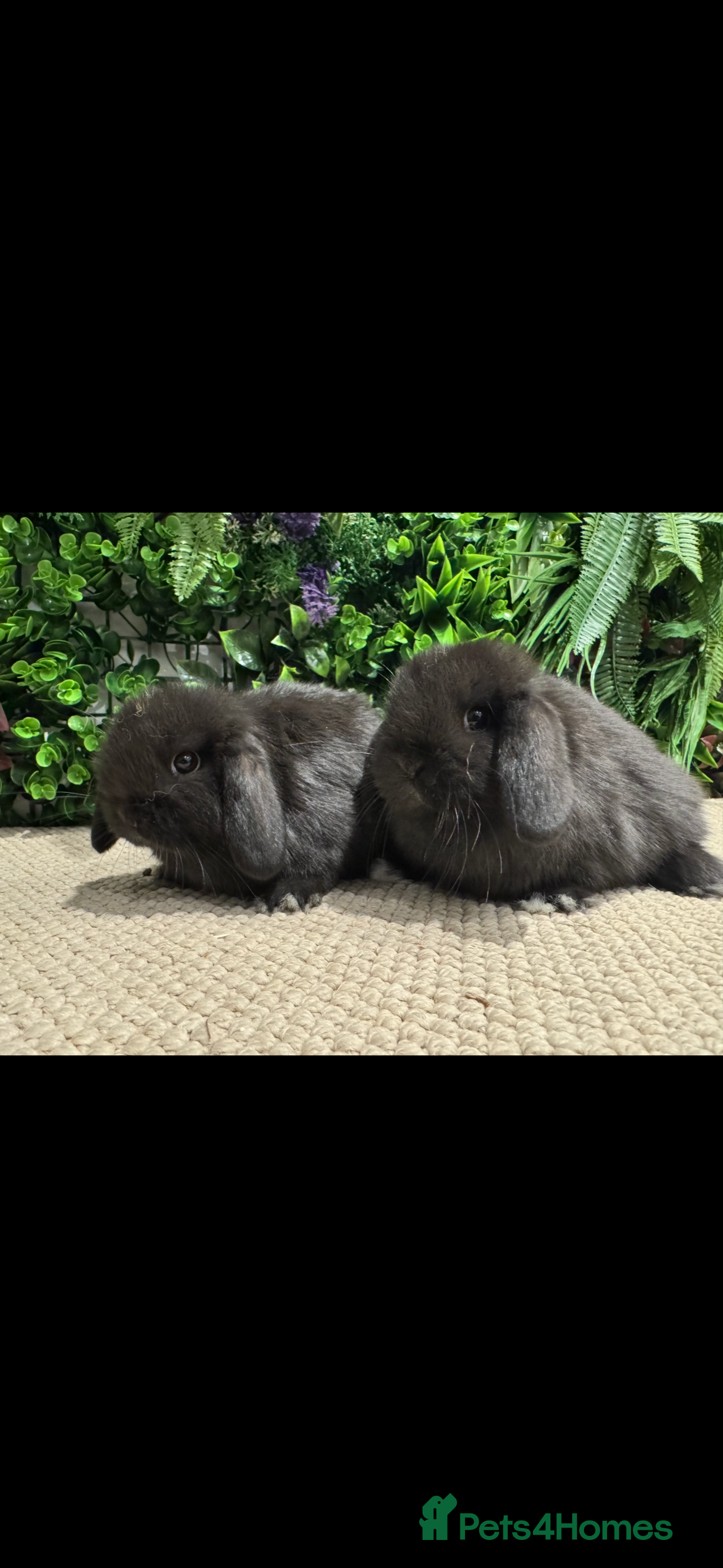Mini Lop rabbits ⭐️ mini lops ⭐️ 1 left READY TO GO  - Advert 3